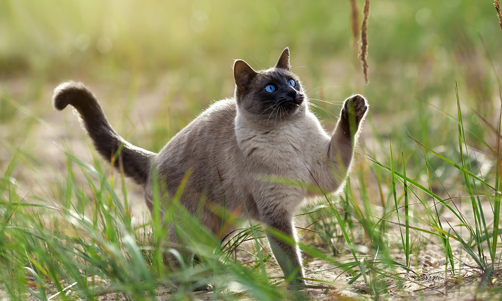 Comment faire cohabiter votre chat et vos plantes ?