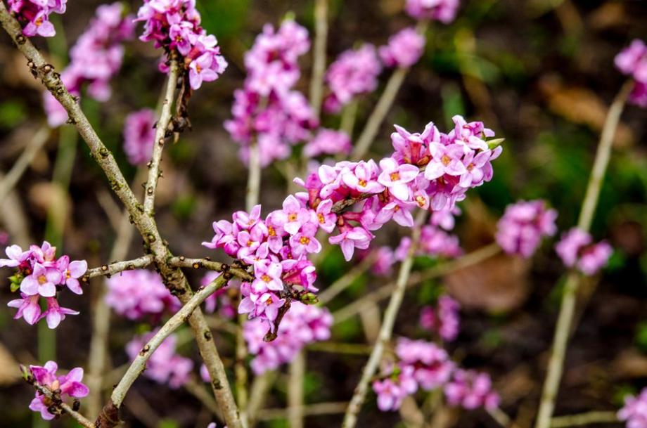 Un daphné à feuillage caduc - ©wiha3 - stock.adobe.com