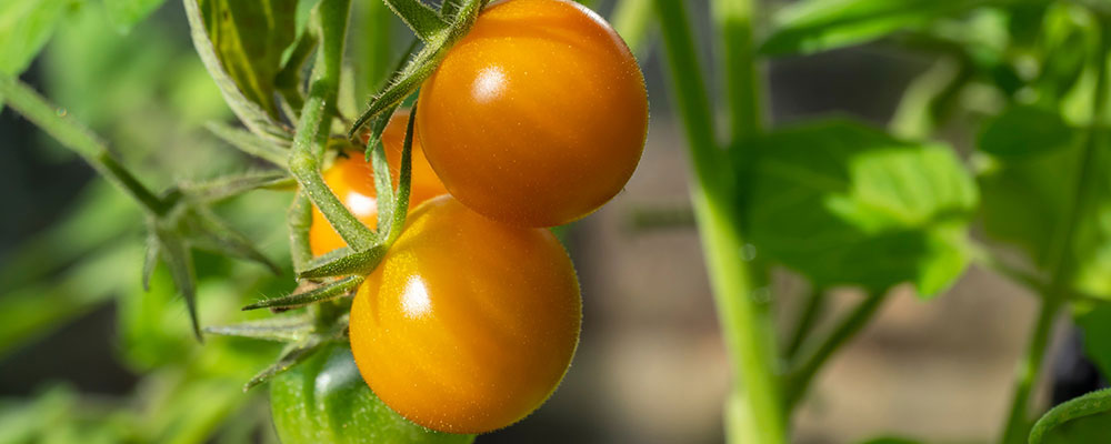 Tomate 'sunglod'