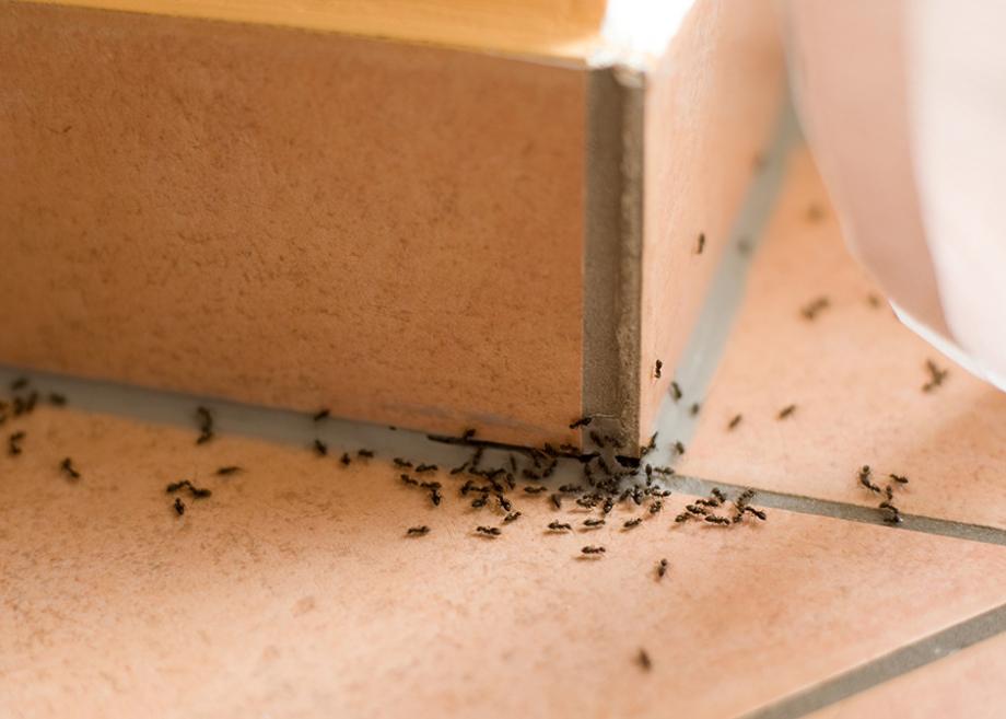 La lutte biologique contre les fourmis dans la maison