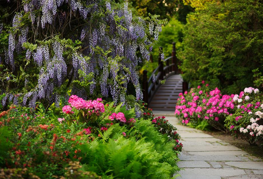 Glycine
