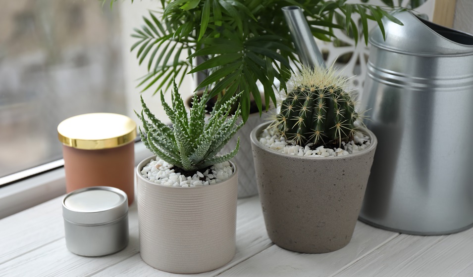 Cactus artificielle avec Pot en Céramique Modèle 2