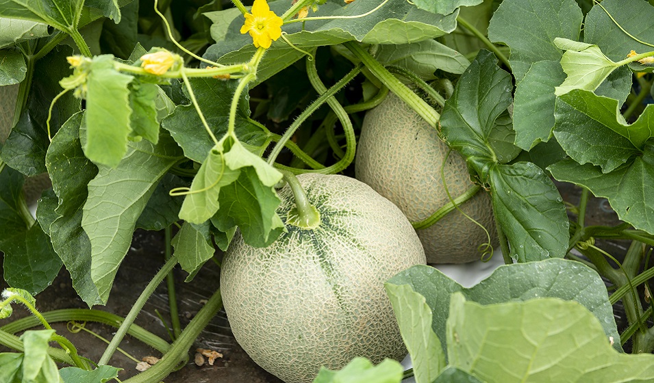 Melon variétés, plantation, entretien, bienfaits Jardiland
