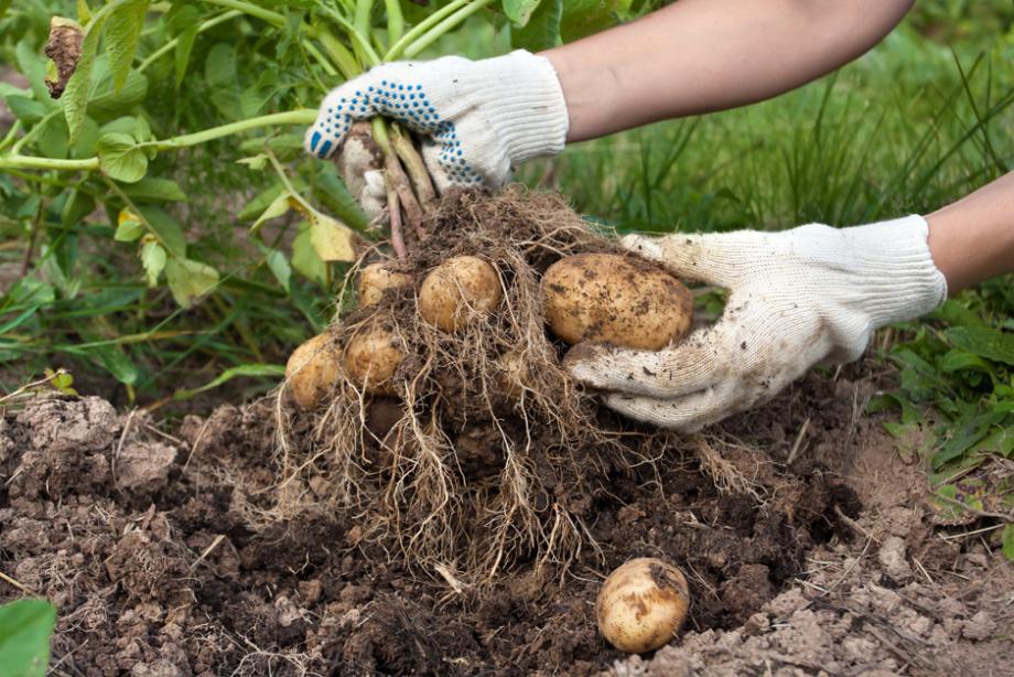 Récolter pommes de terre