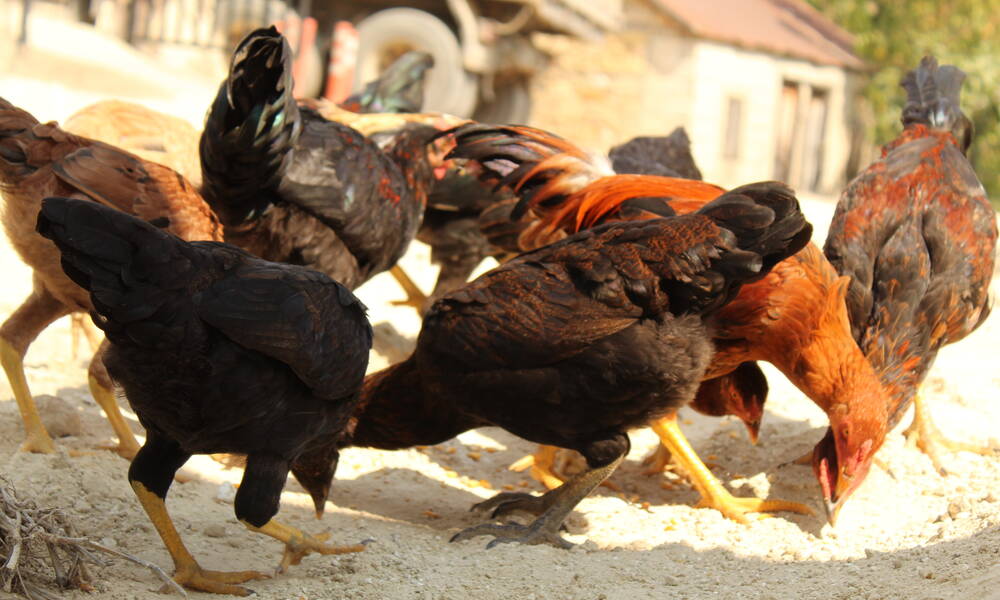 Les poules sont actives dès l’aube