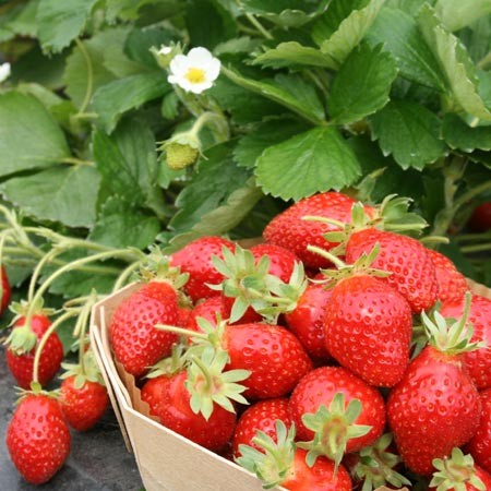 Tous les fraisiers au catalogue