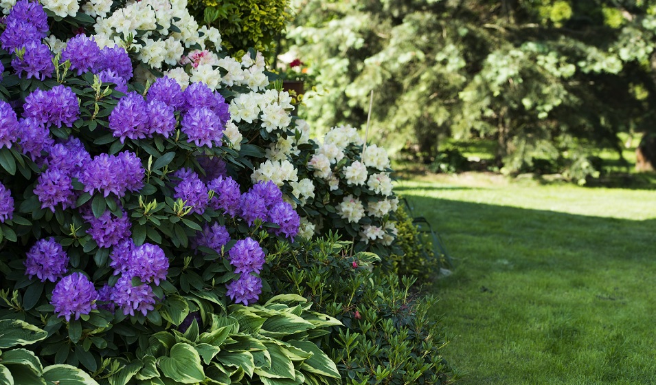 Comment planter un rhododendron ? - Jardiland