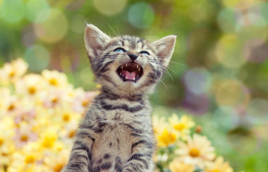Ce chaton tente de vous dire quelque chose
