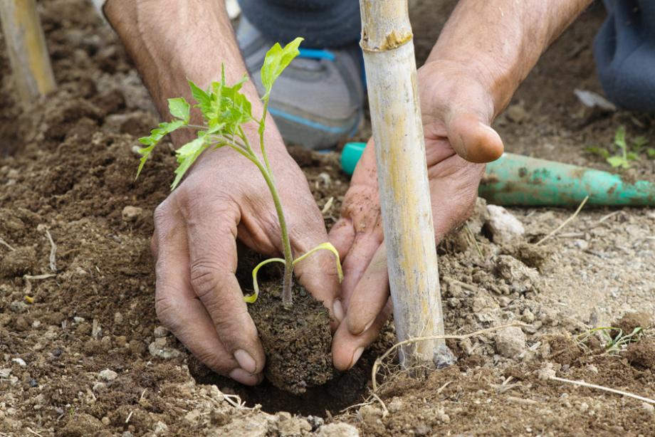 Planter la tomate