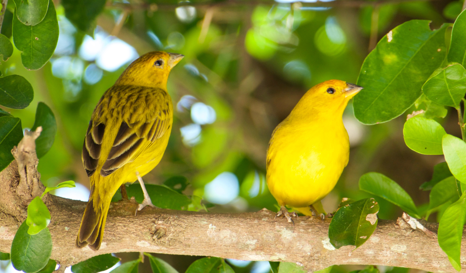 choix du nid - canaris couleur et chant Explications pour débutant