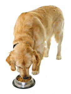 Trouvez une alimentation adaptée à votre chiot