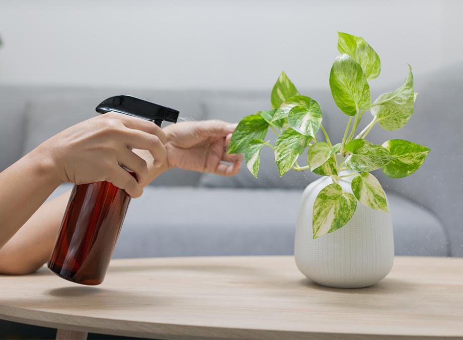 Est-ce utile de brumiser les plantes d'intérieur ?