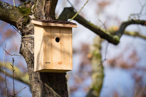 Comment choisir et installer un nichoir pour oiseaux ?
