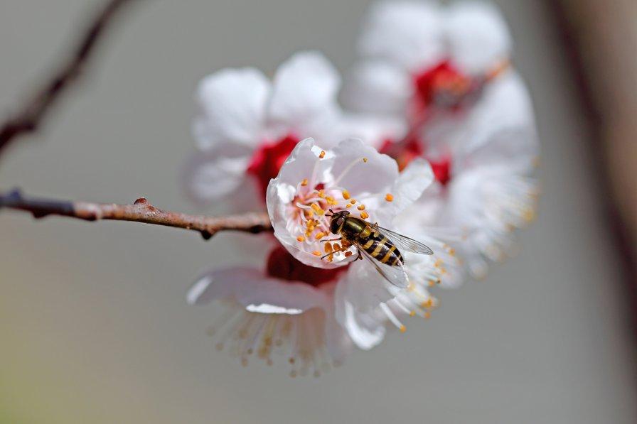 Une bonne pollinisation favorise la production de fruits