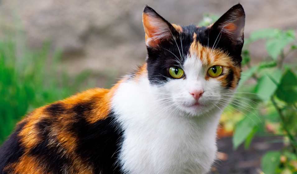 Les friandises pour chat