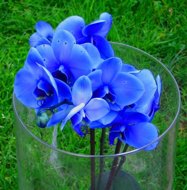 Pourquoi mon orchidée bleue est devenue blanche? - Jardinier paresseux