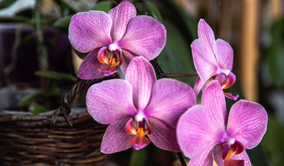 Terreau Orchidée Premium, Substrat Orchidée, Terreau pour toutes les  Orchidées 4L