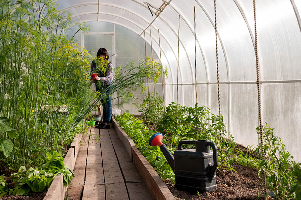 Comment réussir la culture des légumes racines ?