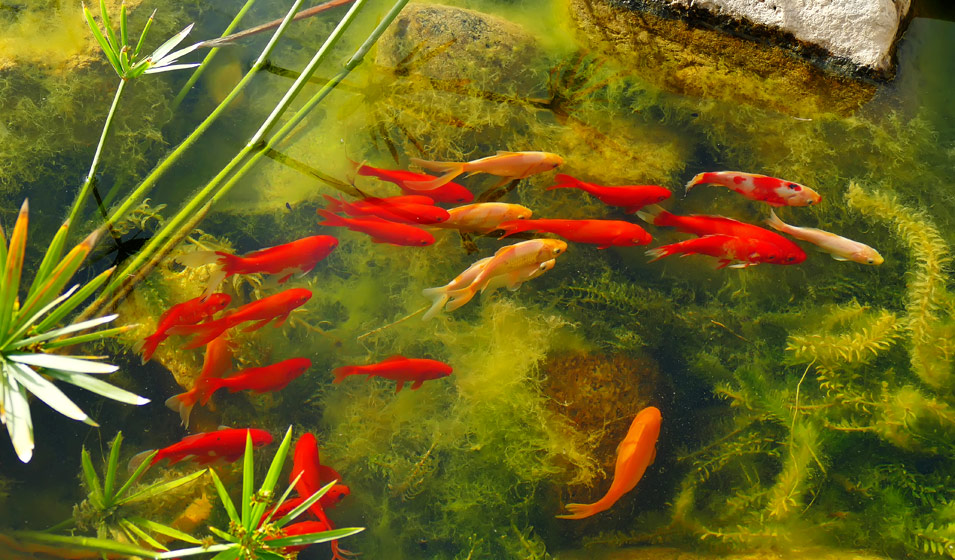 Quels poissons pour un bassin de jardin ?