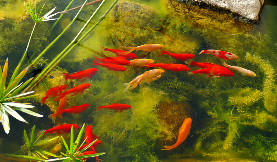 Animer un bassin avec des jets d'eau - Jardiland