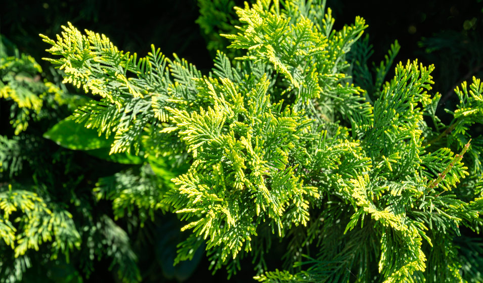 Cyprès de Leyland, Cupressocyparis leylandii