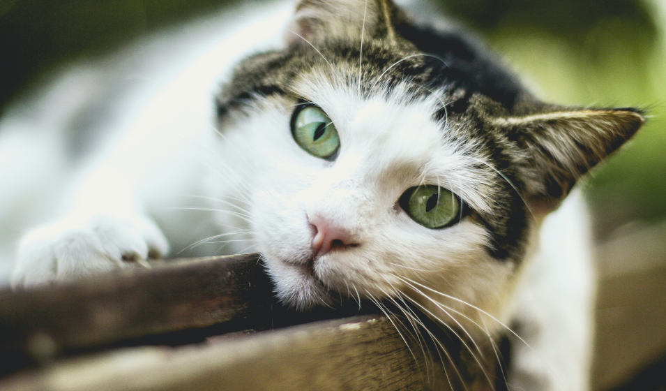 L'hydratation du chat