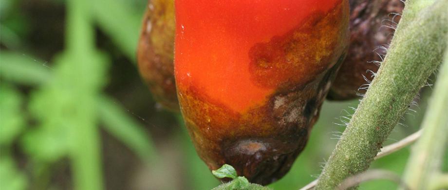 Tomate malade