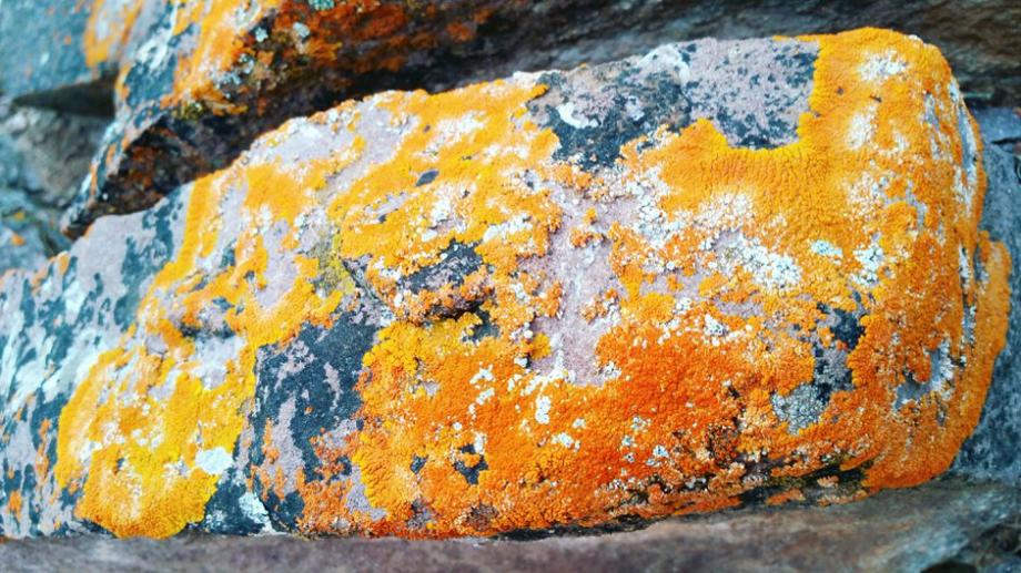 Du lichen sur une pierre
