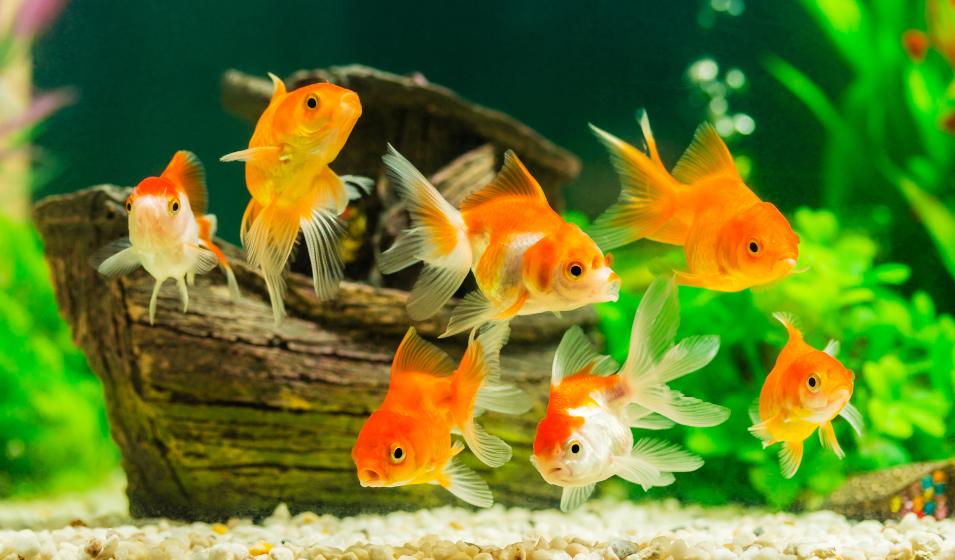 poissons pour aquarium d'eau froide