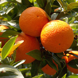 L'oranger produit des fruits de l'automne au printemps