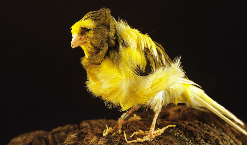 Le canari fris parisien Jardiland