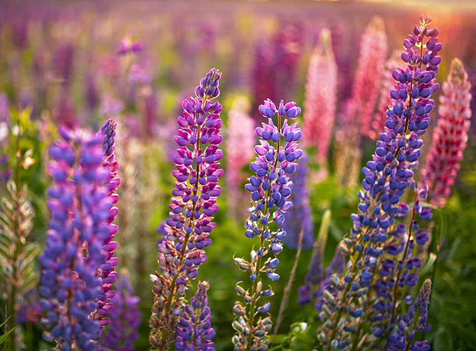 Découvrez les fleurs pour sublimer votre jardin