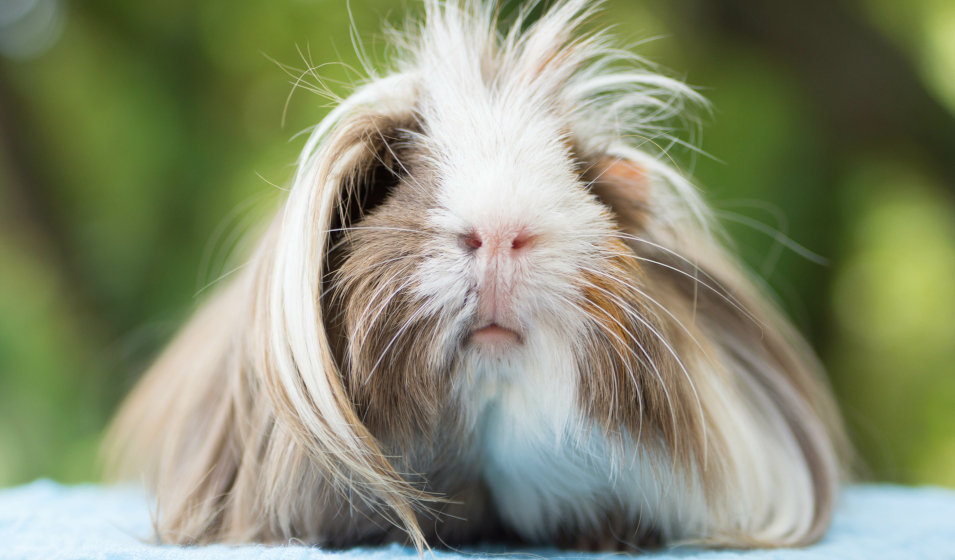 Mug Coloré Avec Motif Cochon D'Inde à Poils Longs Pour