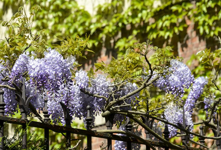 Glycine : tous nos conseils pour bien les choisir !