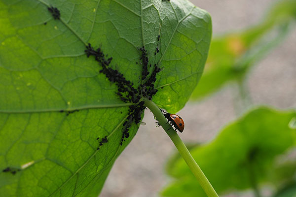 La coccinelle est un précieux auxiliaire du jardinier