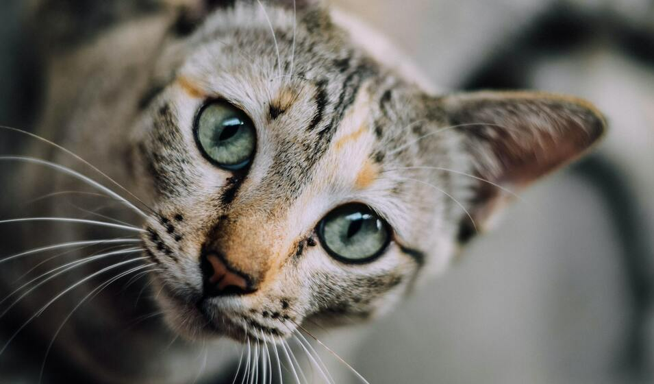 croquettes pour chat senior