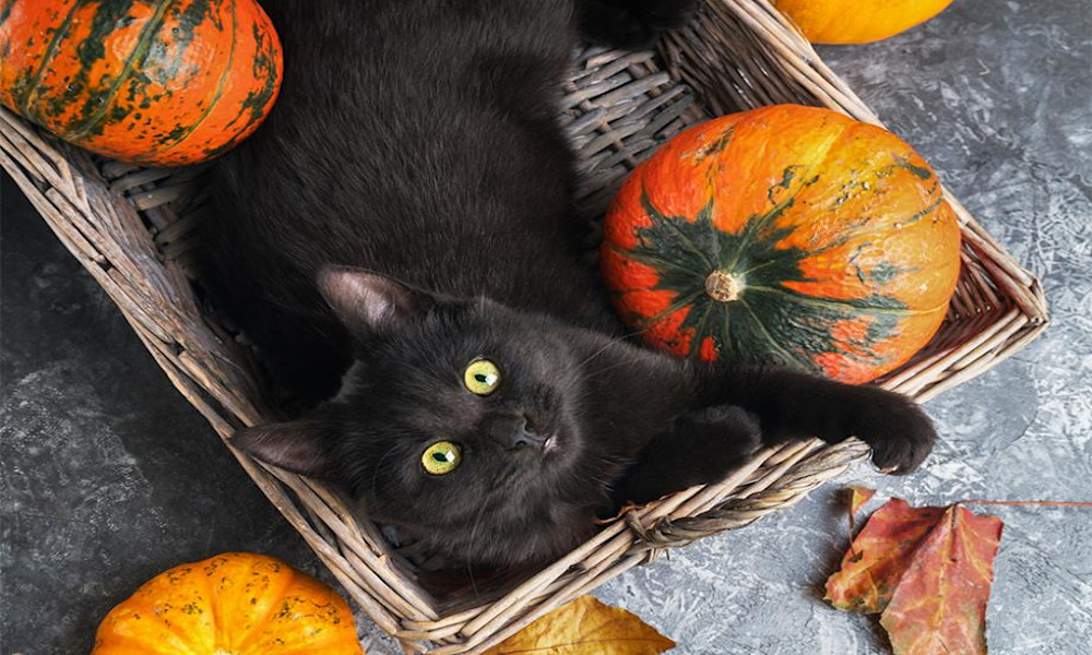 Chat noir : porte-bonheur ?