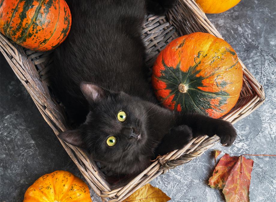 Mythes et réalité du chat noir, Réalité ou superstition ?