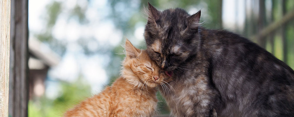 Un signe d'affection maternel