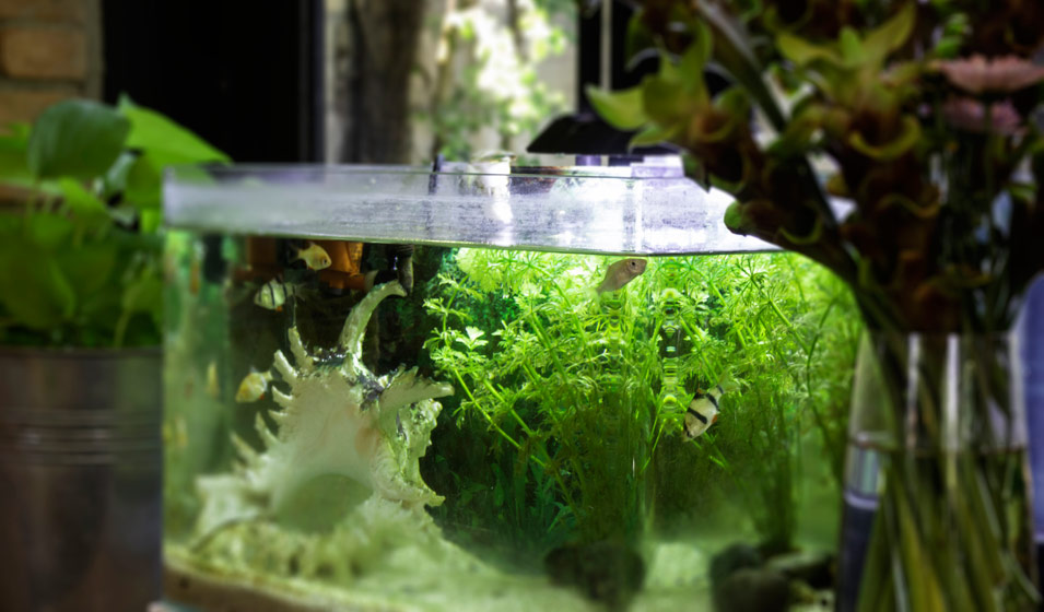 Acheter Aquarium Aquarium Aquarium plante d'eau tuyau de lys