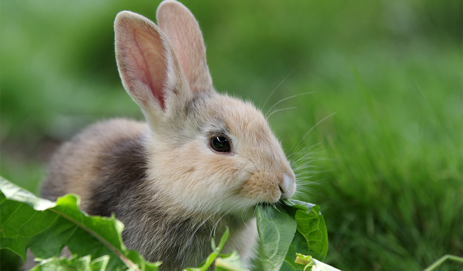 Lapin Sur La Pelouse Bien Exposée Dans Le Jardin Image stock