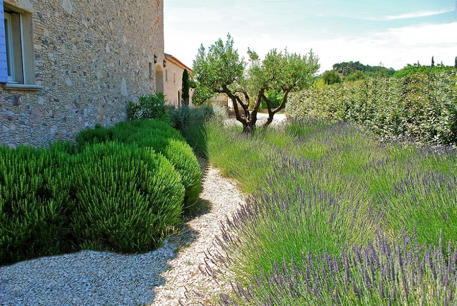 Planter un olivier - Gamm vert