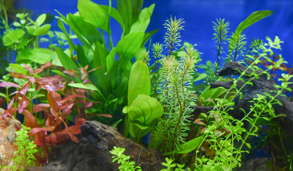 Quel substrat choisir pour les plantes de son aquarium ? - Jardiland