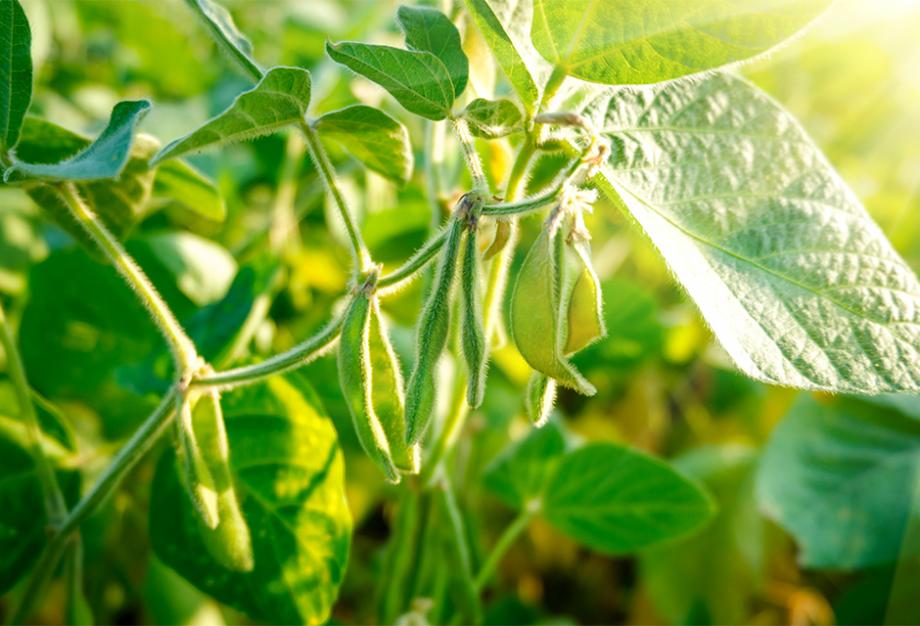 Haricots verts