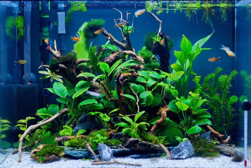 Les plantes d’aquarium artificielles