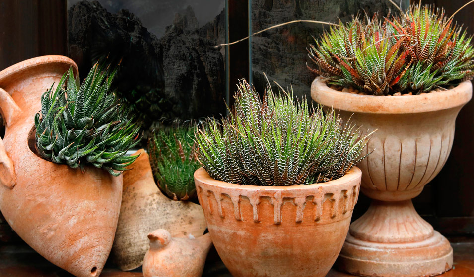 Des pots et des jardinières