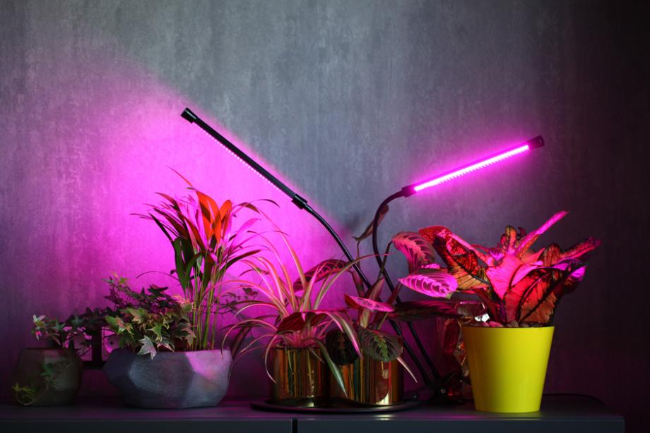 Mygdal PlantLight : des lampes qui font pousser des plantes sans eau et  sans lumière naturelle