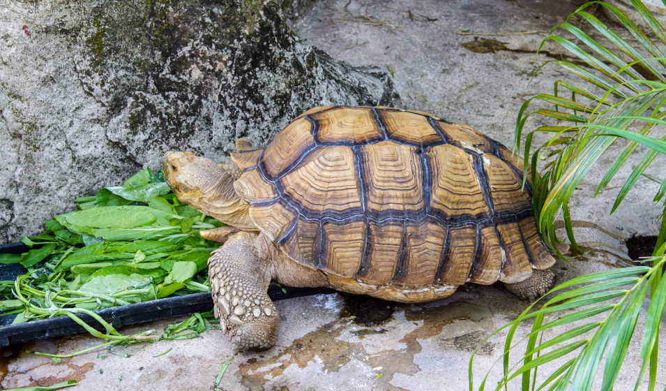Nourrir une tortue : quelle alimentation lui offrir ?