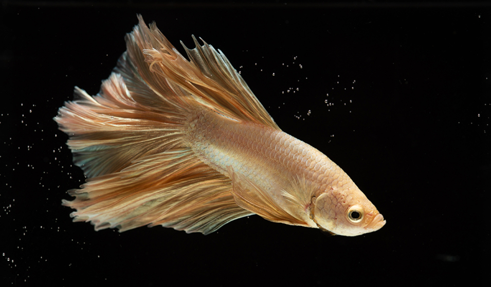 7 poissons colorés pour peupler son aquarium d'eau douce - Jardiland