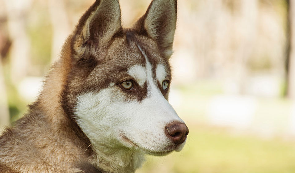 meilleures marques de croquettes pour chien